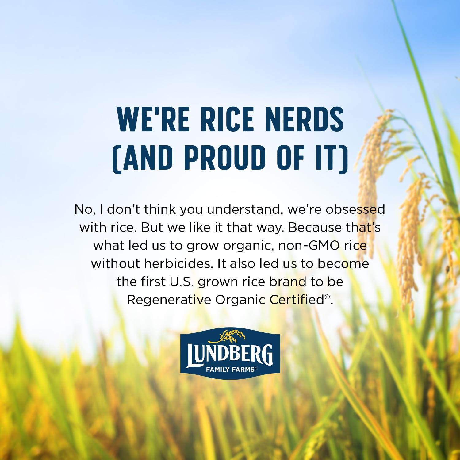 Lundberg Basmati Rice, Organic Long Grain White Rice - Non-Sticky, Fluffy, Nutty, Aromatic Rice, Vegan Food, Healthy Meals, Gluten-Free Rice , 25 Lbs