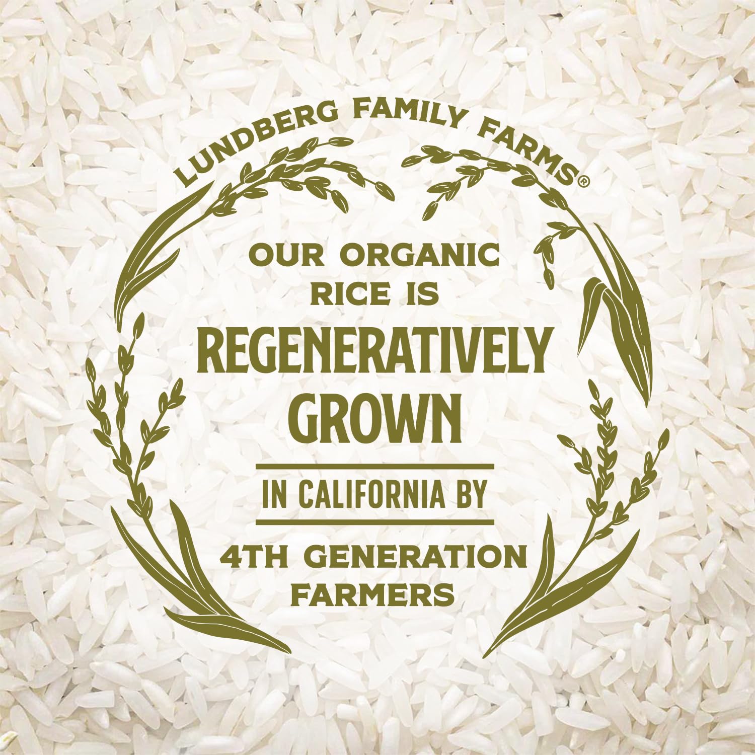 Lundberg Organic Jasmine White Rice – Long-Grain, Fluffy & Aromatic, Responsibly Grown in California, 25 Lbs