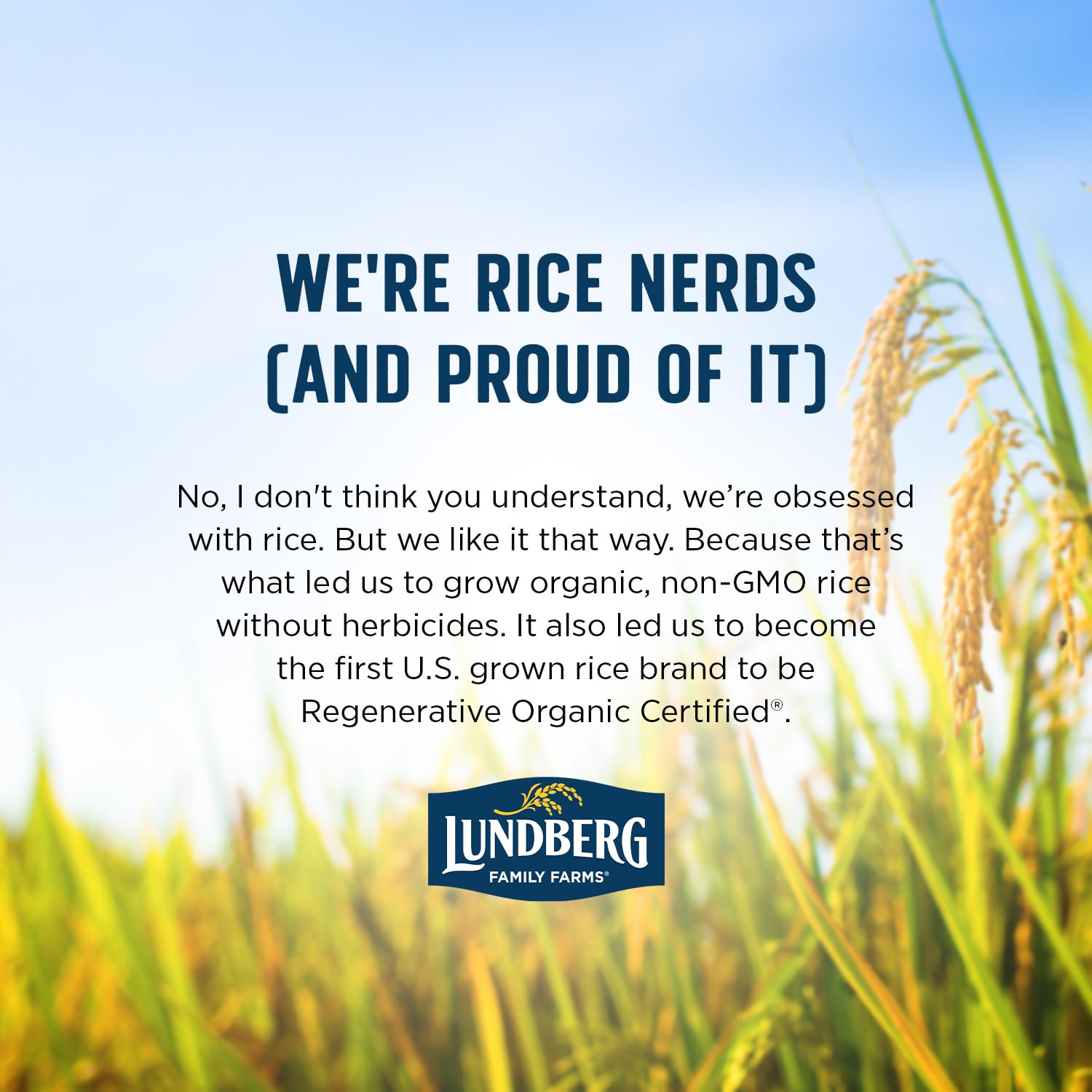 Lundberg Organic Jasmine White Rice – Long-Grain, Fluffy & Aromatic, Responsibly Grown in California, 25 Lbs