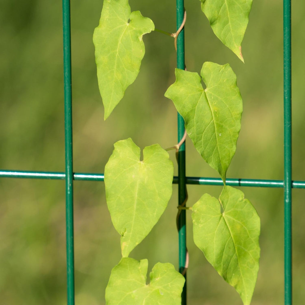Nuvo Iron Welded Wire Fence Mesh - Rectangular Mesh 4' x 50' - Green Vinyl PVC Coated