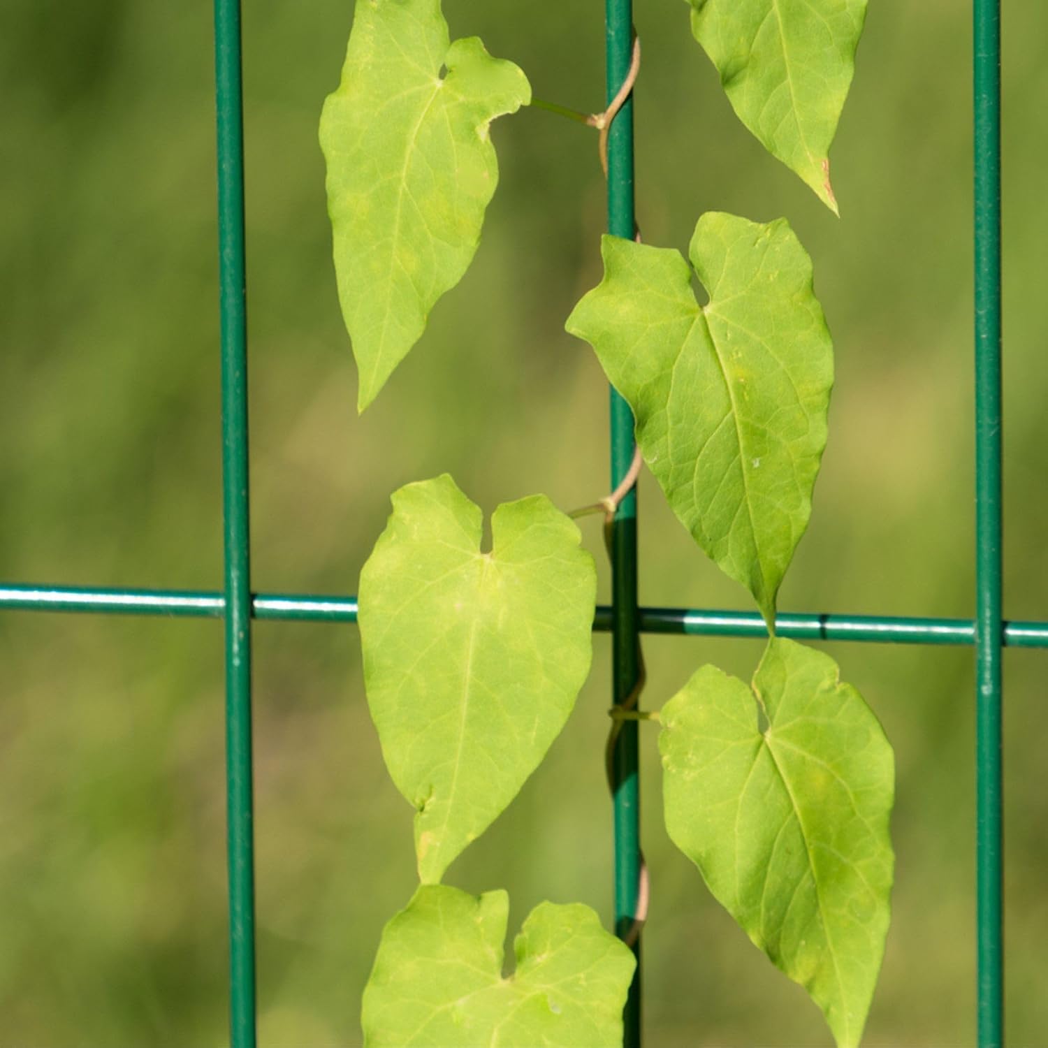 Nuvo Iron Welded Wire Fence Mesh - Rectangular Mesh 4' x 50' - Green Vinyl PVC Coated