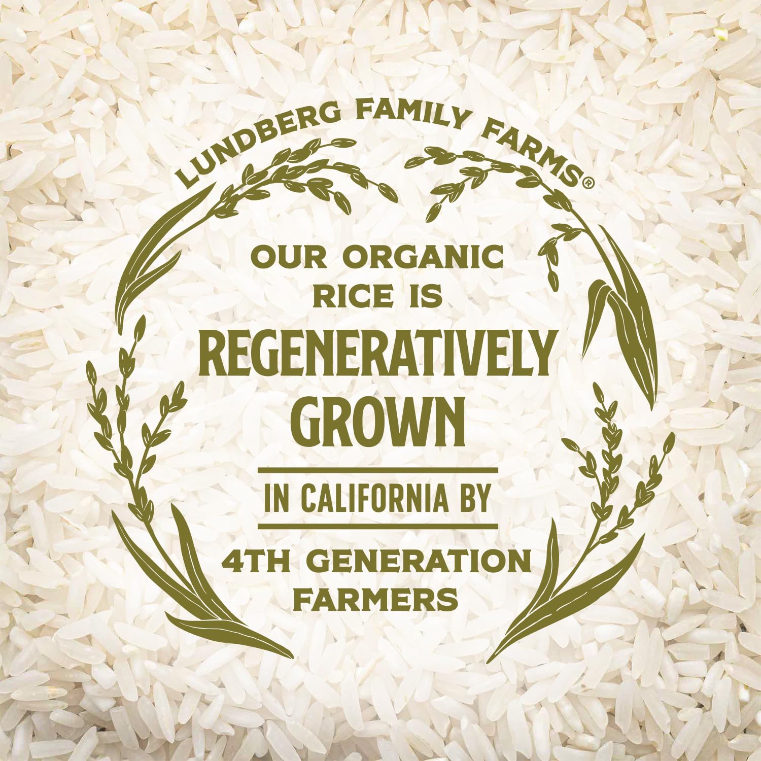 Lundberg Basmati Rice, Organic Long Grain White Rice - Non-Sticky, Fluffy, Nutty, Aromatic Rice, Vegan Food, Healthy Meals, Gluten-Free Rice , 25 Lbs