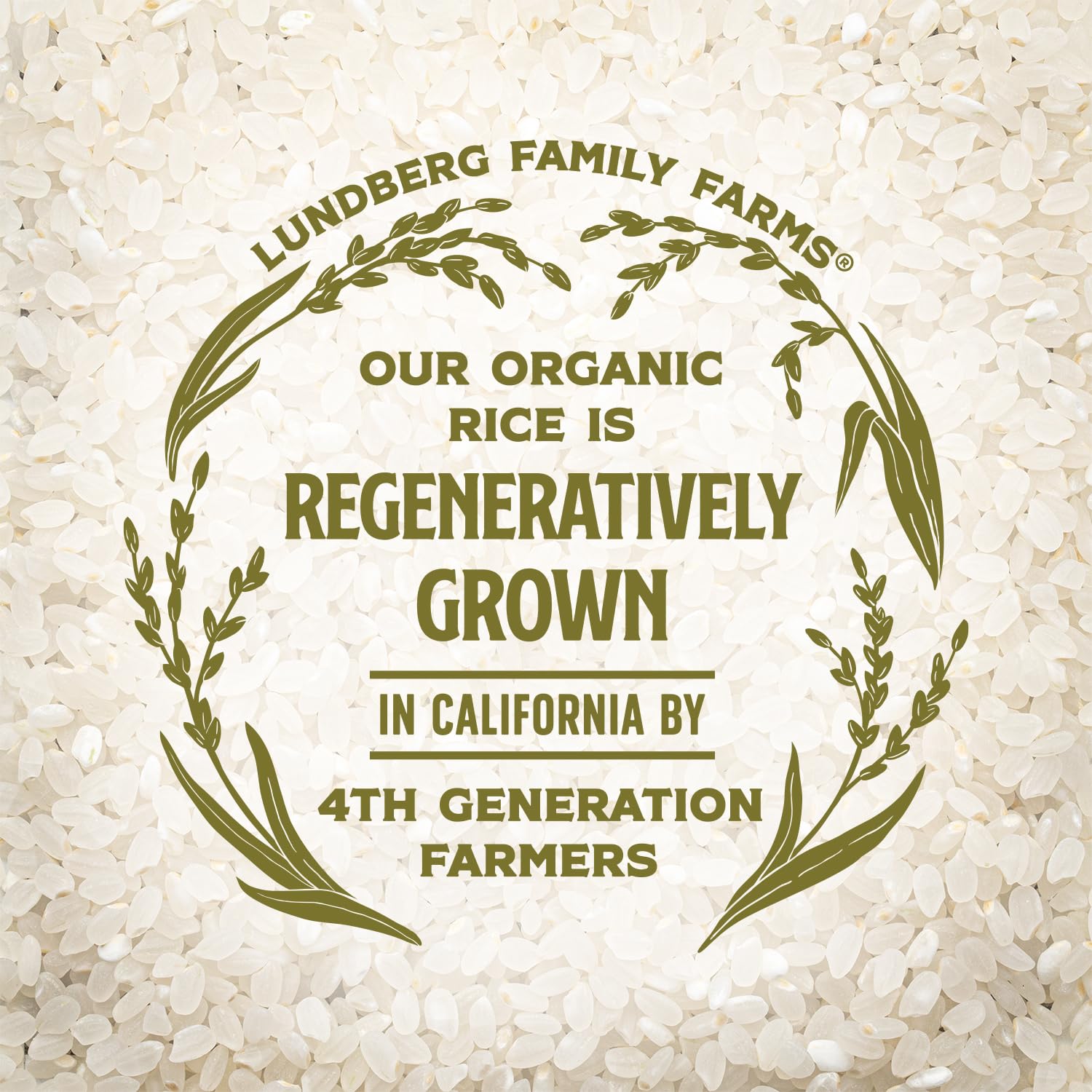 Lundberg Organic Sushi Rice, Bulk, Sticky White Japanese-Style Short Grains, Responsibly Grown in California, 25 Lbs