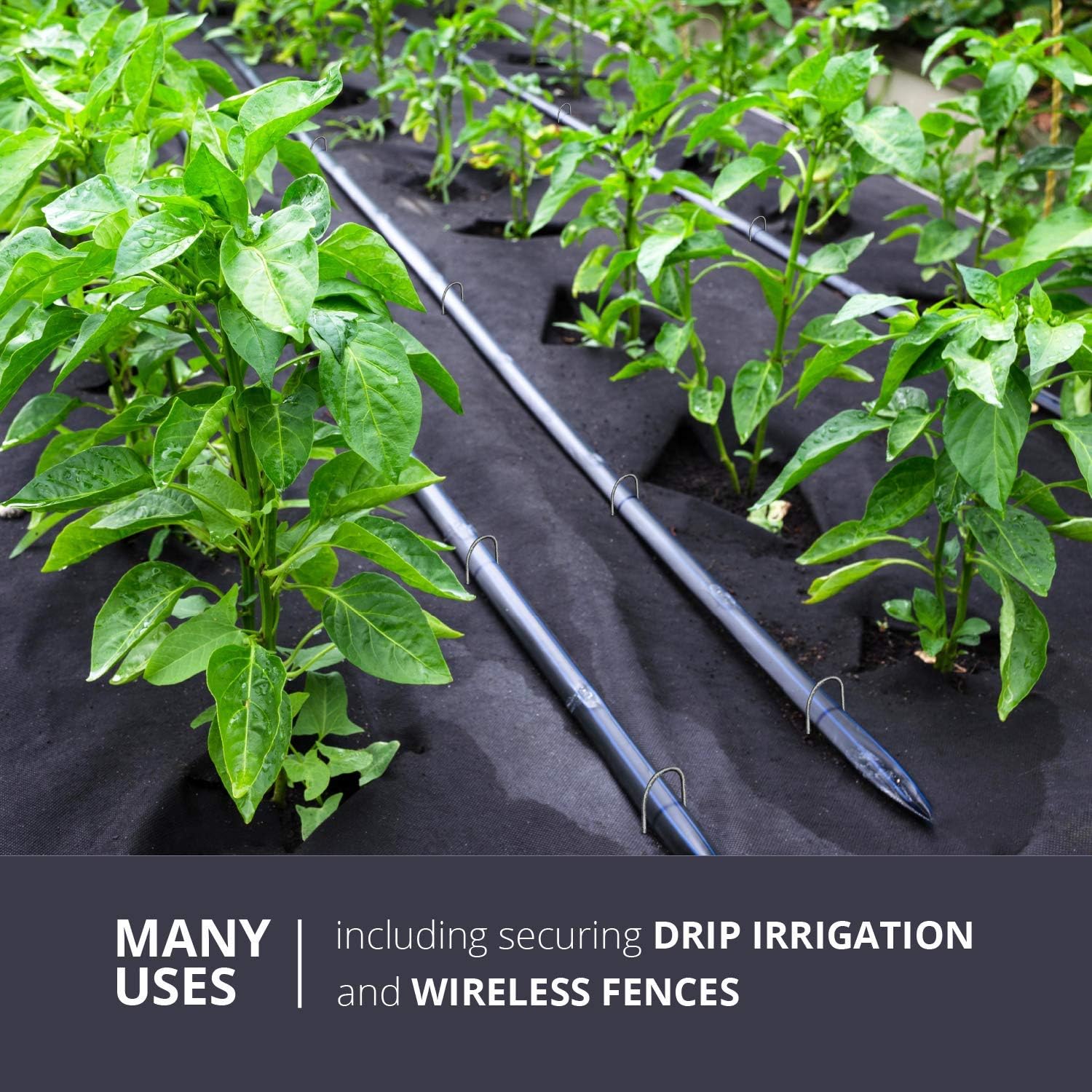 Sandbaggy Galvanized 6 Inch Round Top Landscape Staples ~ SOD Garden Stakes for Drip Irrigation Tubing & PVC Piping - Trusted by Farmers & Contractors Across USA (1,000 Staples)