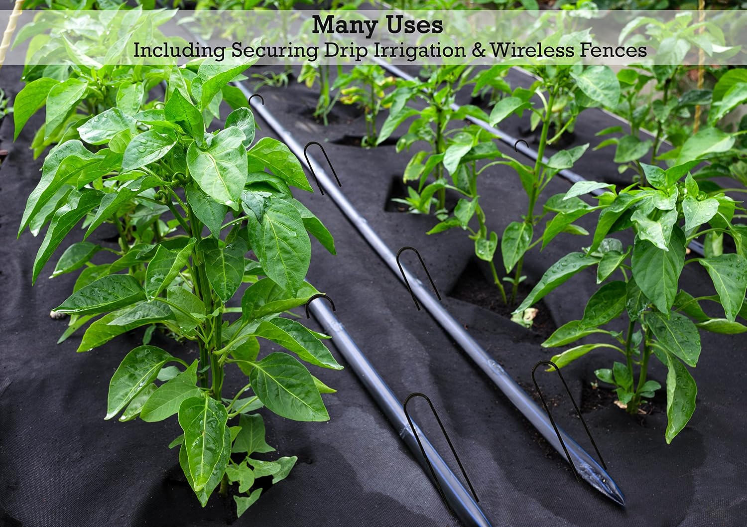 Sandbaggy 12-inch 8-Gauge Round Top Landscape Staples~SOD Garden Stakes Weed Barrier Pins (500 Staples)