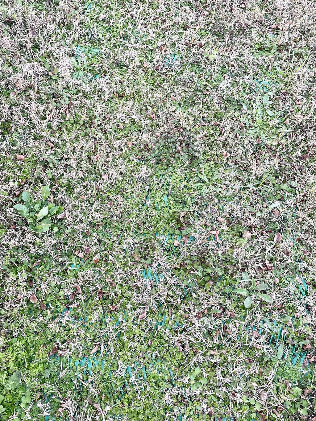 Grass Protection Mesh w/Accessories - 3'x50' Roll (150sf) - Reinforcement for Grass Parking, Driveways, Parking, Turf Protection - Includes 50 Landscape Staples Packaged w/Roll