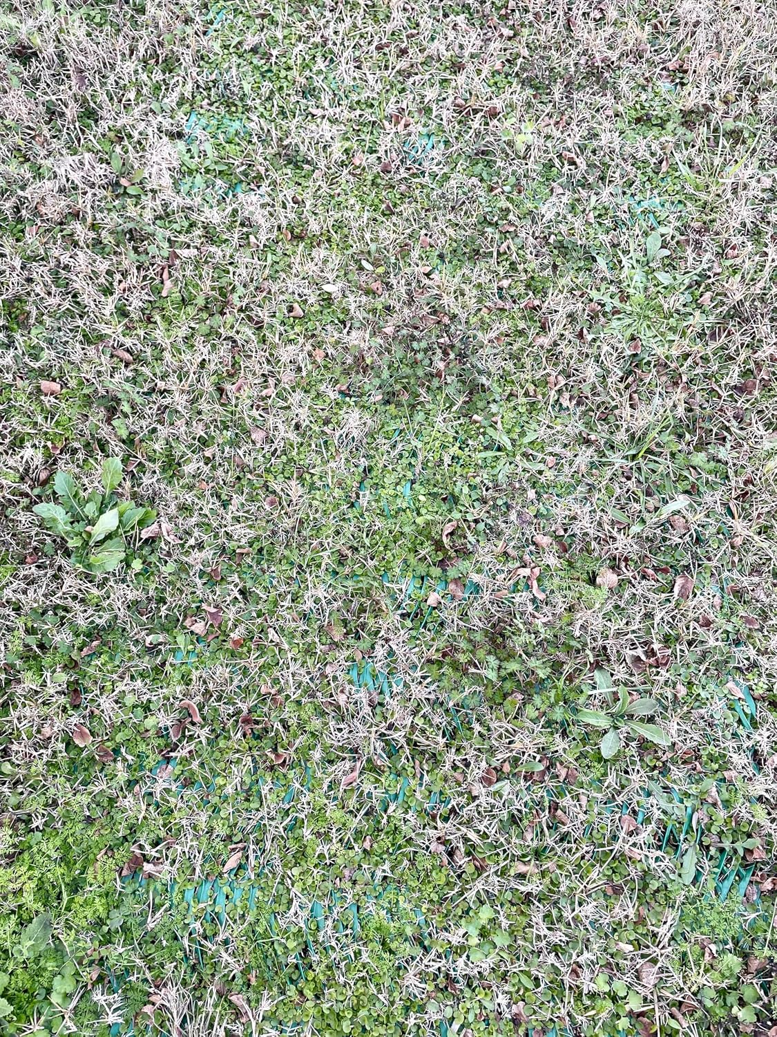 Grass Protection Mesh w/Accessories - 3'x50' Roll (150sf) - Reinforcement for Grass Parking, Driveways, Parking, Turf Protection - Includes 50 Landscape Staples Packaged w/Roll