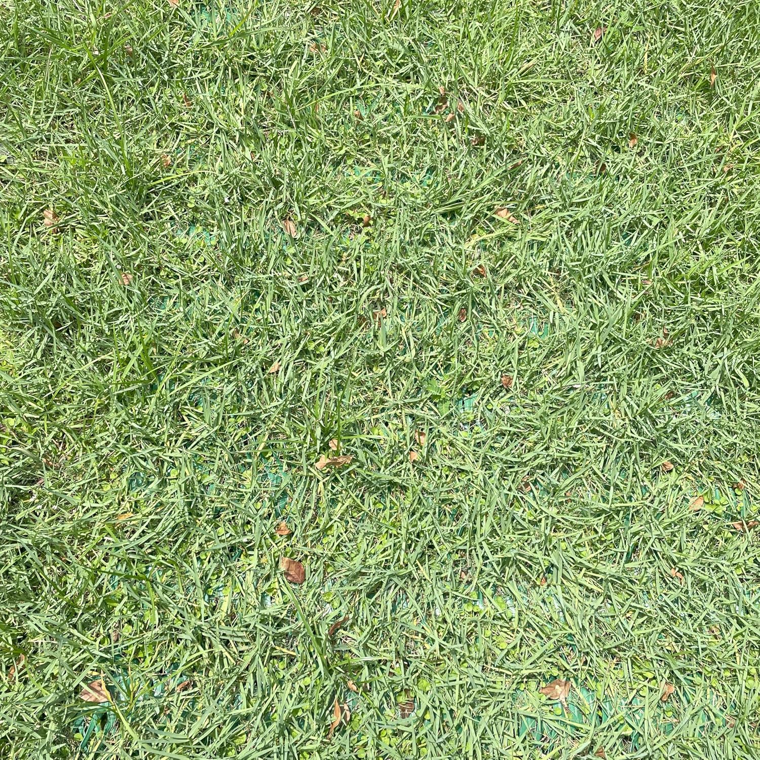 Grass Protection Mesh w/Accessories - 3'x50' Roll (150sf) - Reinforcement for Grass Parking, Driveways, Parking, Turf Protection - Includes 50 Landscape Staples Packaged w/Roll